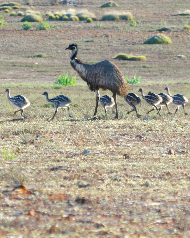 Emu Family